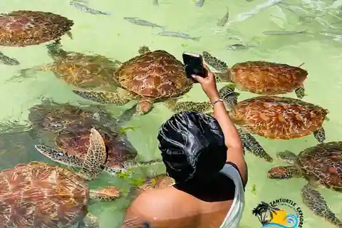 Nungwi : Nager avec les tortues au Lagoons Zanzibar
