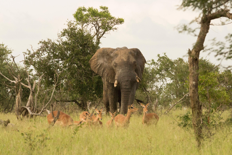 8-Day Zambia and Zimbabwe Safari Tour with Transfers
