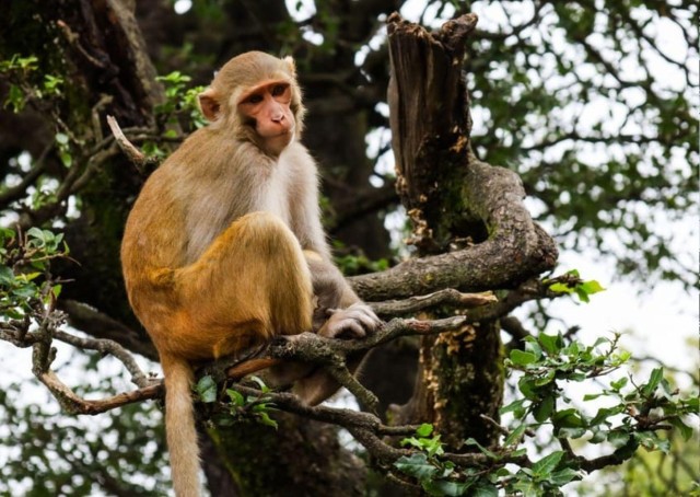 Visit Exploring Flora & Fauna (4-Hour Guided Hiking in Shimla) in Subathu