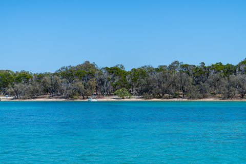 Brisbane: Tour di mezza giornata a vela della baia di Moreton con Antipasto