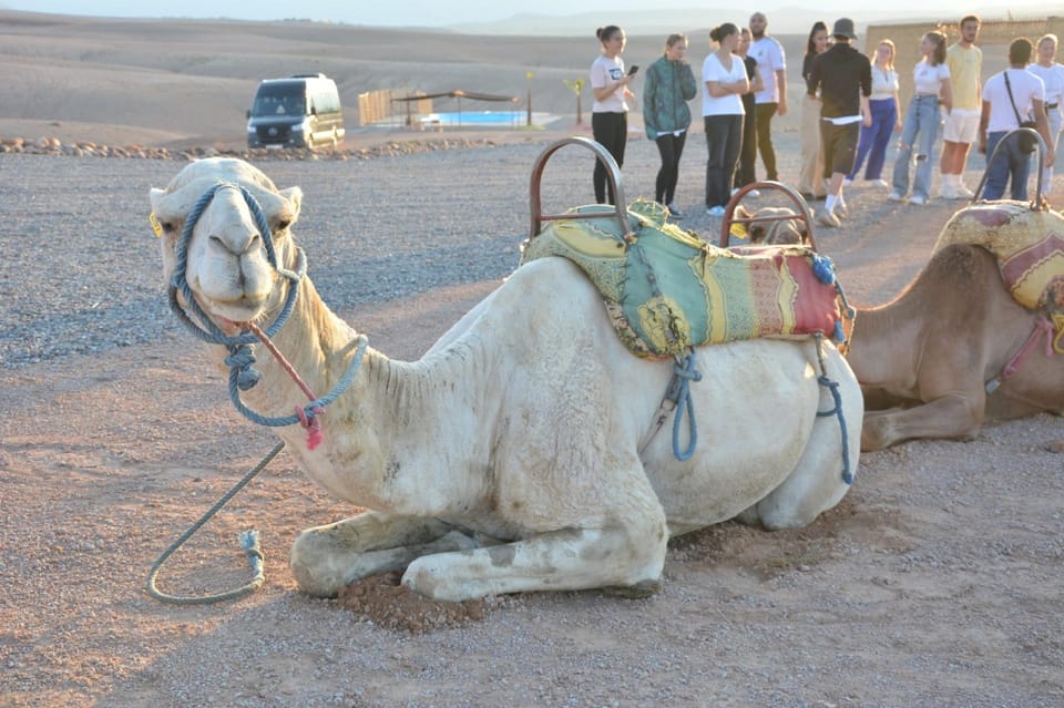 Diner in agafay desert with camel ride ,magical show | GetYourGuide