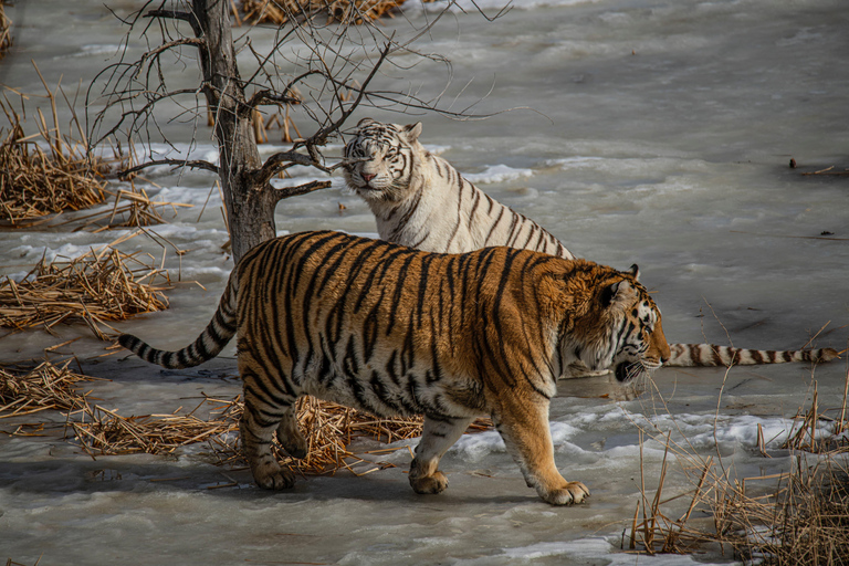 From Kolkata: Sundarbans 3-Day Tour with Boat Safari & Meals