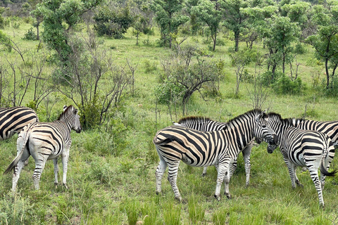 15 jours - Johannesburg, Parc national Kruger - Le CapOption aéroport :