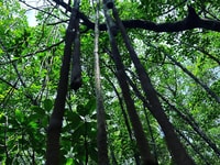 SUP nella foresta di Mangroves - Hizvo