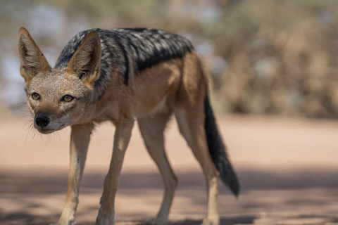 From Windhoek: 6-Day Namibia Safari with Lodging & Meals