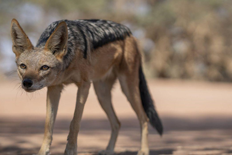 From Windhoek: 6-Day Namibia Safari with Lodging & Meals