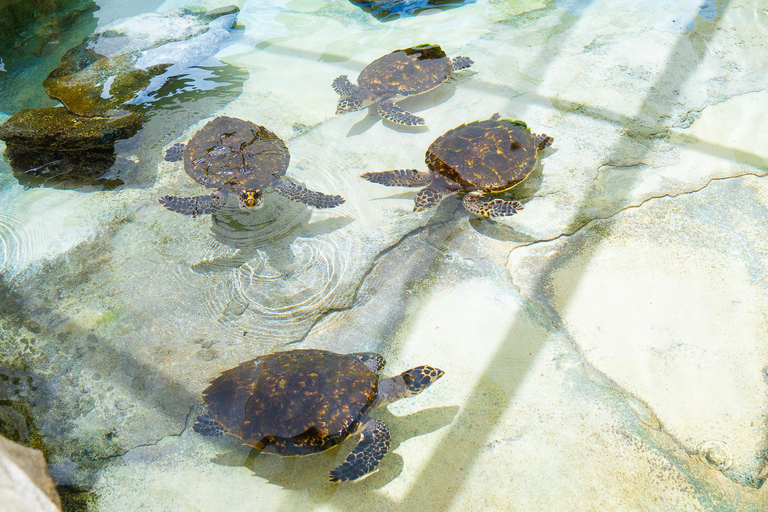 Fidżi: Rejs na wyspę Beachcomber z nurkowaniem z rurką