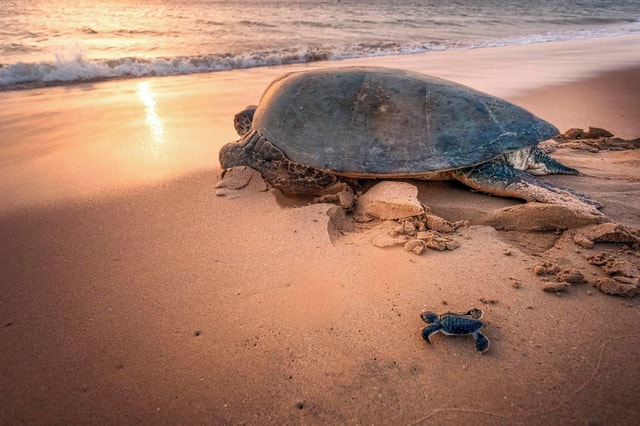 From Muscat: Ras Al Jinz Turtle Reserve Guided Tour