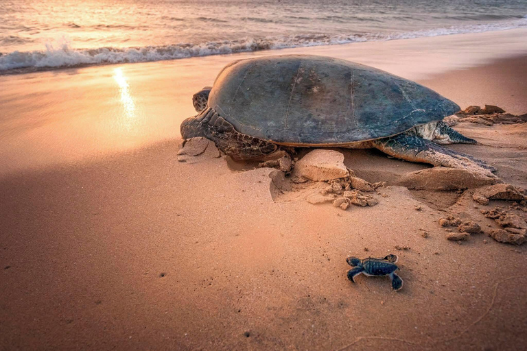 From Muscat: Ras Al Jinz Turtle Reserve Guided Tour