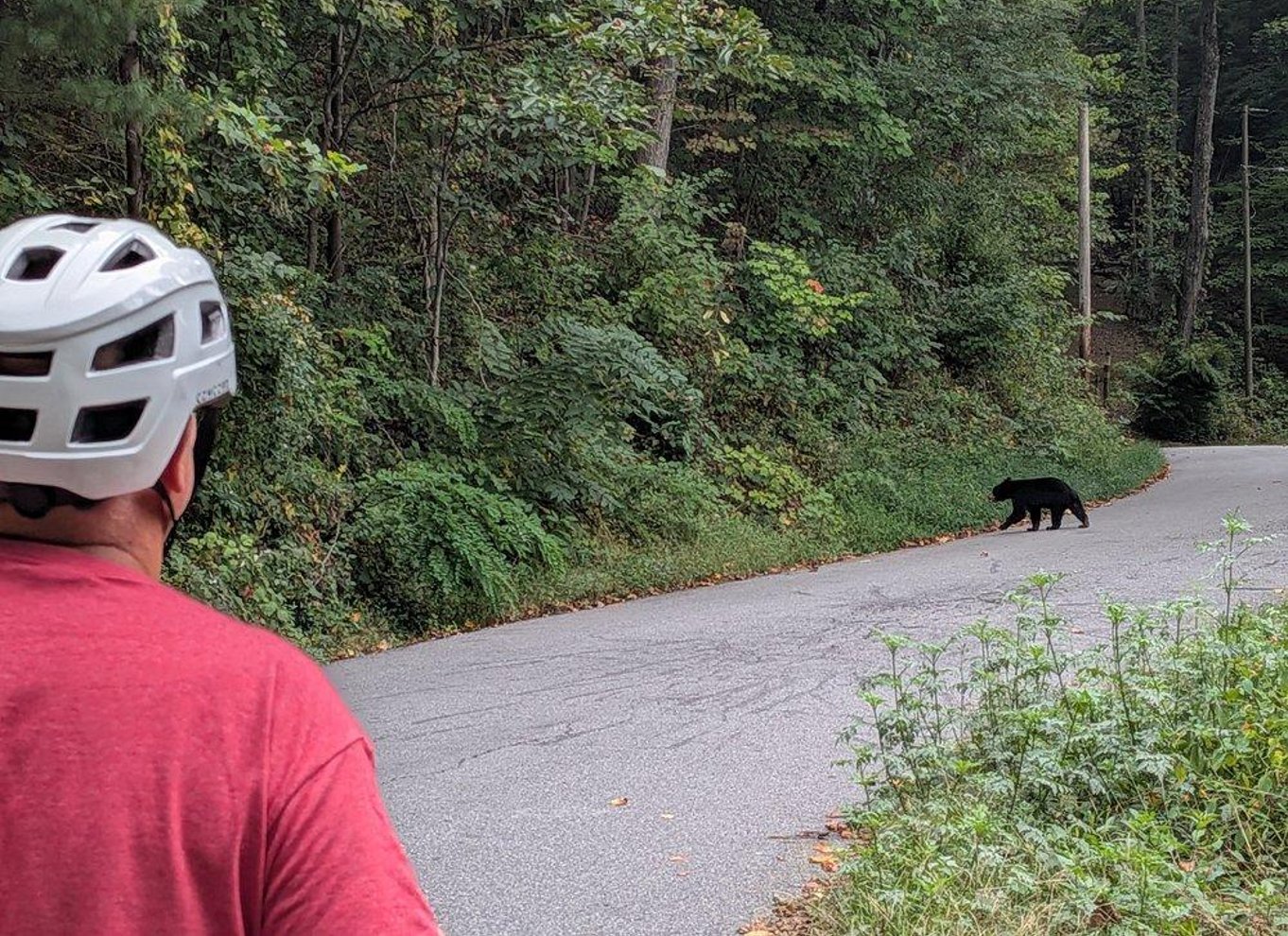 Asheville: Guidet tur på elcykel