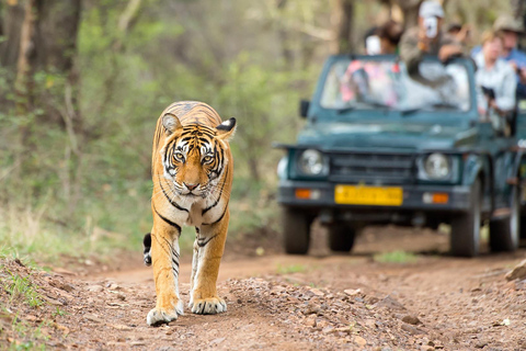 4-Days Golden Triangle w/ Ranthambore Tiger Safari Adventure Tour with 4-Star Hotel, Private Car, Driver, Guide & Safari