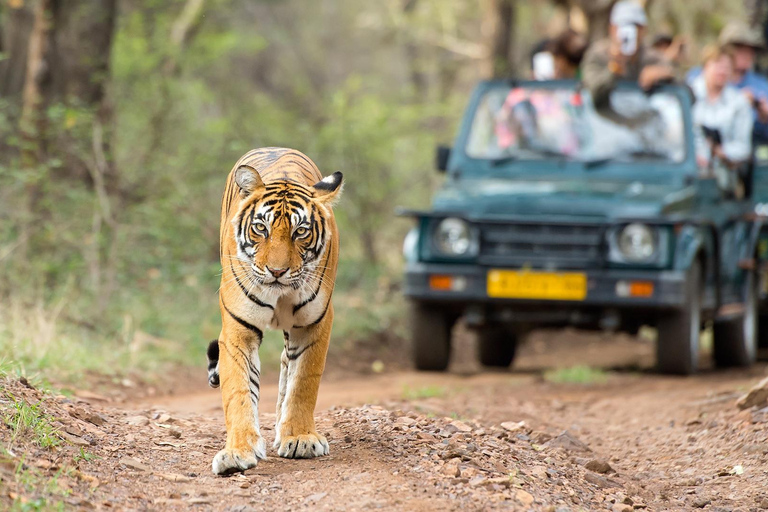 4-Days Golden Triangle w/ Ranthambore Tiger Safari Adventure Tour with 4-Star Hotel, Private Car, Driver, Guide & Safari