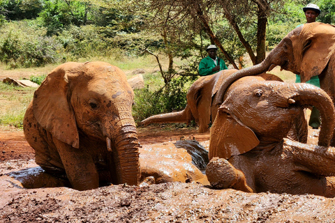 Nairobi: Elephant Orphanage Trust and Giraffe Center Tour