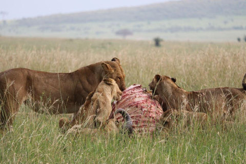 Excursion d&#039;une journée au parc national d&#039;Amboseli