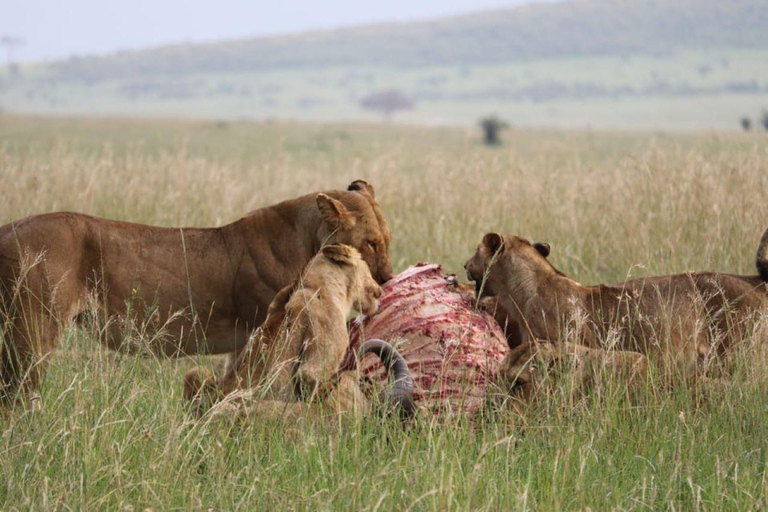 Tagestour zum Amboseli National Park