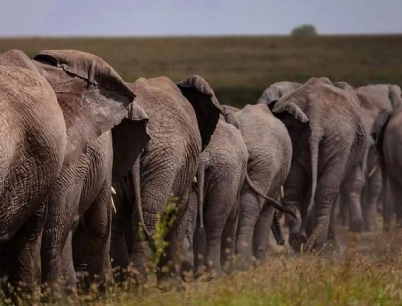 Tansania: 4-tägige Budget-Safari nach Tarangire und Serengeti