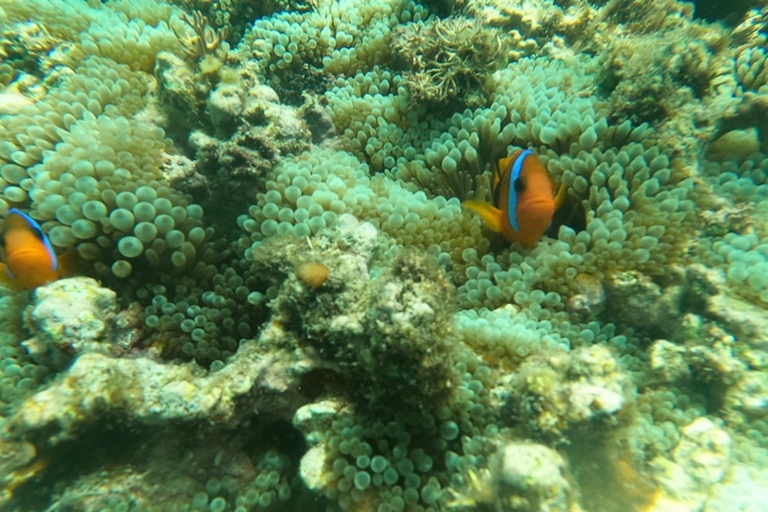 瓦努阿图：海龟与浮潜之旅（含午餐）瓦努阿图：海龟与浮潜之旅，含午餐