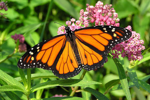 Sansibar: Schmetterlingszentrum, Kuza-Höhle und Mtende Beach Tour