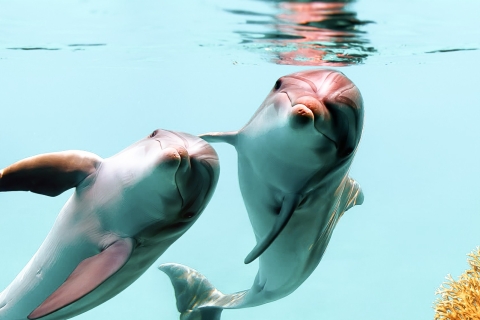 Oahu: Eco-Friendly West Oahu Snorkel Zeil met dolfijnenSnorkeltour met ontmoetingspunt