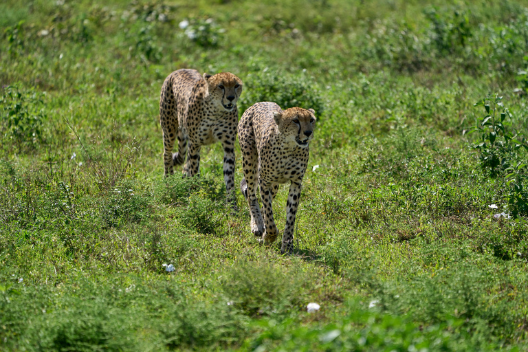 Unforgettable 3 Days Tanzania Safari Trip