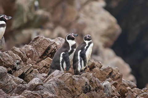 Observation of Marine Fauna in Ballestas Islands
