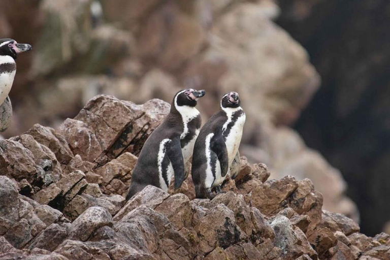 Observation of Marine Fauna in Ballestas Islands