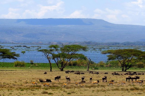 Z Nairobi: 6-dniowe Amboseli, jezioro Naivasha i Masai Mara ...