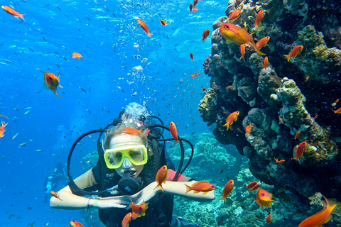 Sharm el-Sheikh: Ras Mohammed & White Island Dive & Snorkel Option 2: Certified Divers - Including Equipment