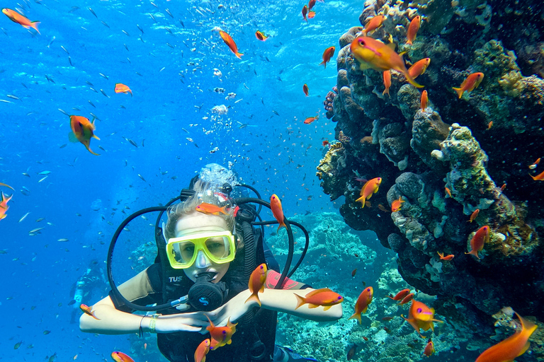 Sharm el-Sheikh: Ras Mohammed & White Island Dive & Snorkel Option 2: Certified Divers - Including Equipment