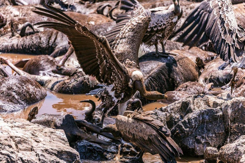 Dagstur i Masai Mara och besök i Masai Village