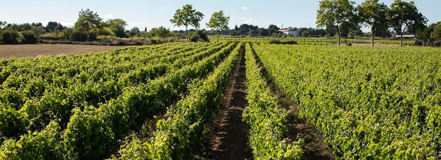 Mèze : Visite guidée du vignoble du Domaine Saint André avec dégustation