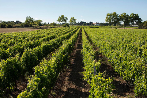 Mèze: Winnica Domaine Saint André Wycieczka z przewodnikiem połączona z degustacją