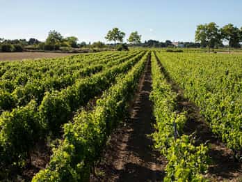 Mèze: Winnica Domaine Saint André Wycieczka z przewodnikiem połączona z degustacją