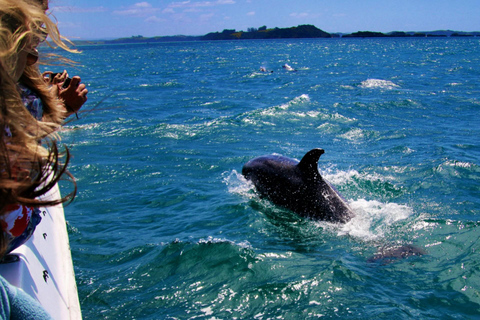 Side: Dolphin Island Boat Trip with Lunch & Swim Stops