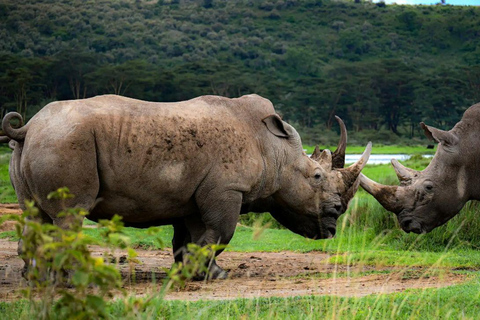 Lake Nakuru & Naivasha National Park Wildlife Highlights