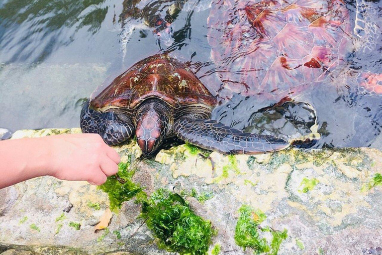 Feeding and Swimming with freandly Sea Turtles at Nungwi