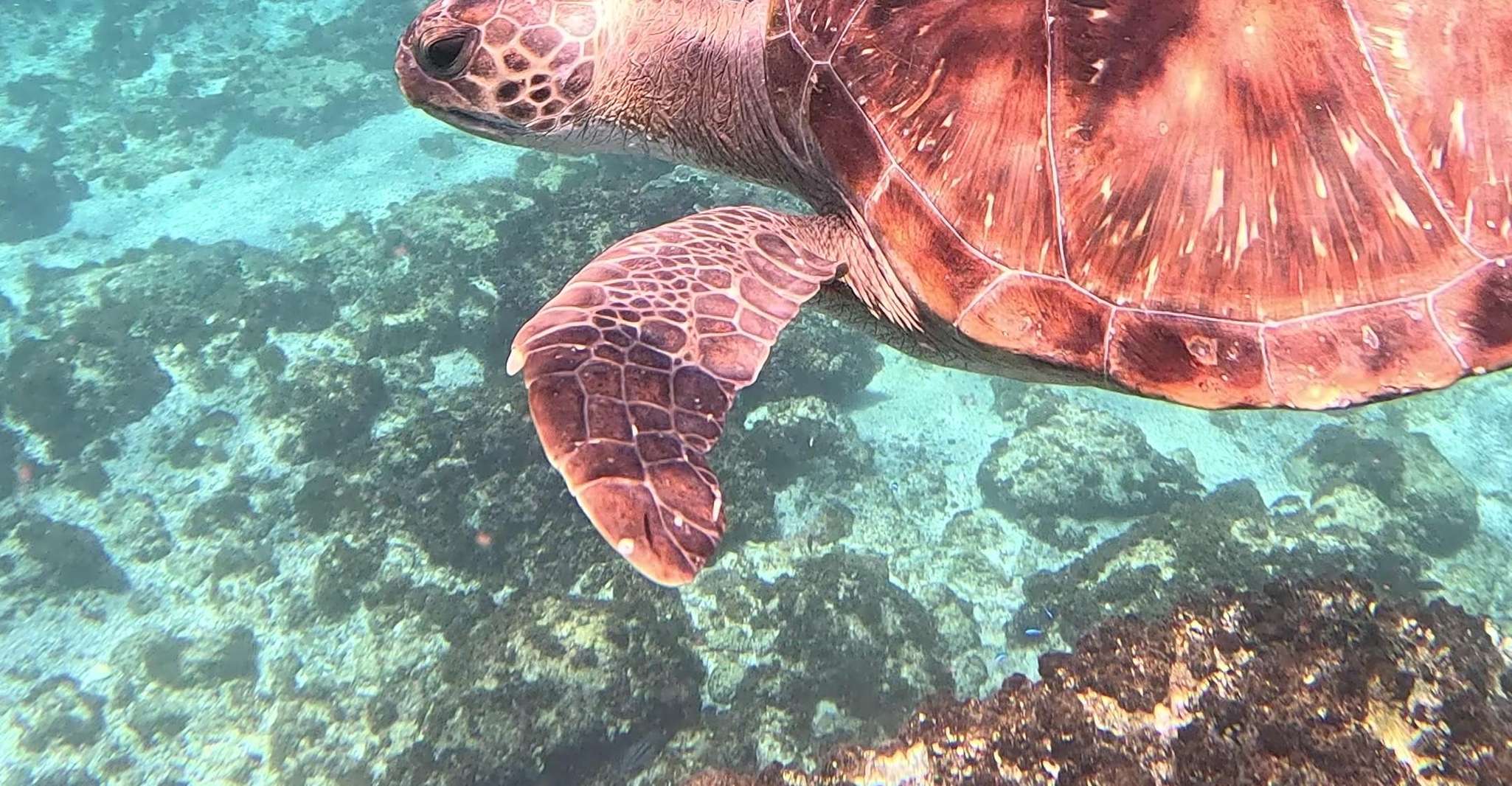 Byron Bay: Nguthungulli Julian Rocks Snorkeling Tour photo 6
