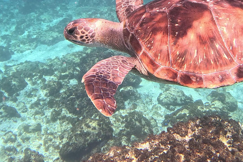 Byron Bay: Nguthungulli Julian Rocks Snorkeling Tour