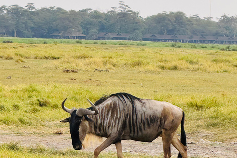 Nairobi: Privat safari i Maasai Mara med lunch och hämtning