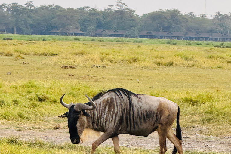 Nairobi: Privat safari i Maasai Mara med lunch och hämtning