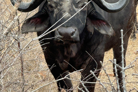 5 jours et 4 nuits de safari à Madikwe et Pilanersbeg