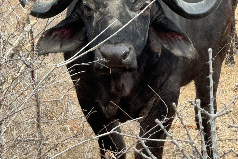 5 dias 4 noites de tour noturno de safari em Madikwe e Pilanersbeg