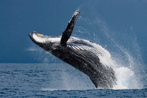 Uvita One Day Tour: Whalewatching, Surfing & Waterfalls
