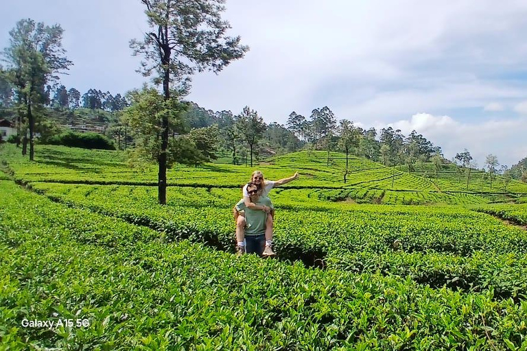ELLA Lipton Seat Tea Test & Pluck 9Arch, Waterfalls, & Food Lipton's Seat, Little Adam Peak, 9 Arch, Ravana Waterfalls
