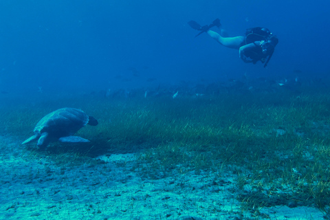 Curso de mergulho para iniciantes na área das tartarugas em TenerifeCurso de mergulho privado para iniciantes no parque natural de Tenerife