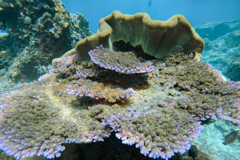 从巴厘岛出发：努沙佩尼达魔鬼鱼浮潜私人乘船观光共享游船之旅（含午餐，巴厘岛酒店接送服务）