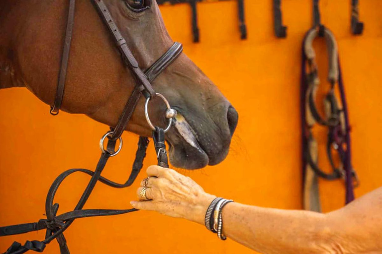 Best Horse Riding Safari Tour from Bangalore