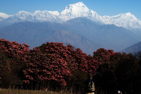 Pokhara : 2 jours de randonnée à Poon Hill avec vue sur le lever du soleil