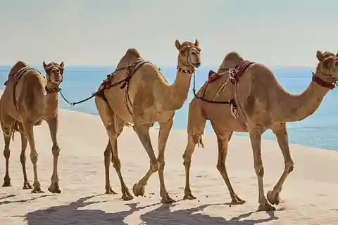 Qatar: Sealine Beach Dune Bashing Experience