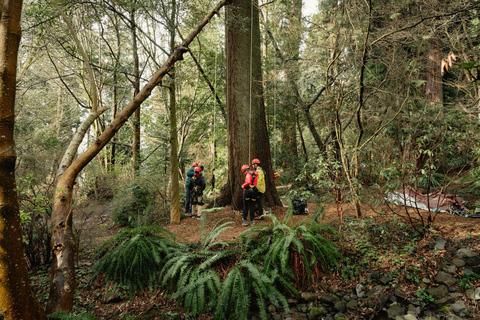 Vancouver Tree Climbing Tour: Canopy Expedition Adventure